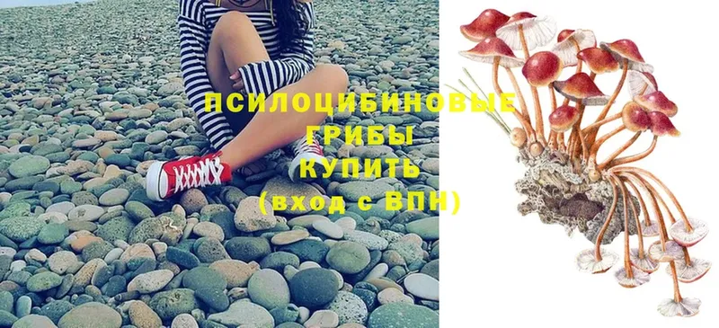 Псилоцибиновые грибы Psilocybe  наркошоп  Выборг 